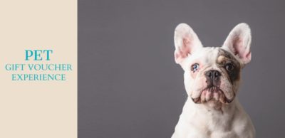 French Bulldog - Dog breed