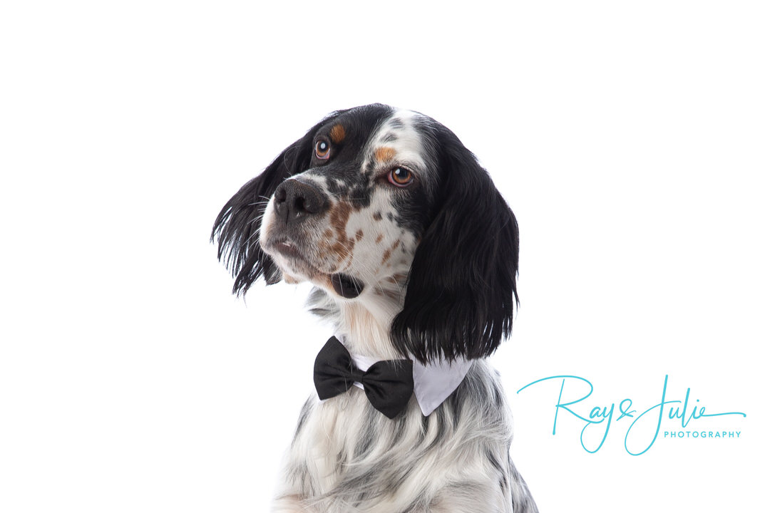 English Springer Spaniel - English Setter- Pet - portrait - studio - photography - Yorkshire - Hull