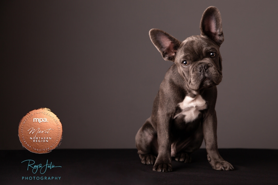 Award winning French Bulldog Yorkshire studio photographers, Ray and Julie Photography